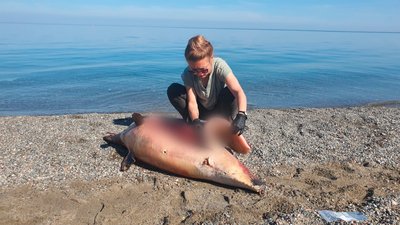Що робити, якщо ви знайшли дельфіна або морську свиню на березі в Одесі чи області: поради науковців Що робити, якщо ви знайшли дельфіна або морську свиню на березі в Одесі чи області: поради науковців