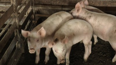 подешевшала свинина подешевшала свинина