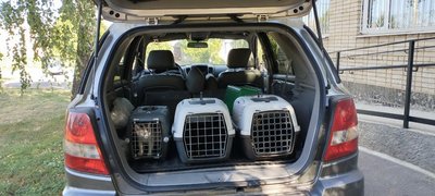 “Раніше робила 3-5 операцій, зараз 25”: як лікують тварин у Сумах “Раніше робила 3-5 операцій, зараз 25”: як лікують тварин у Сумах