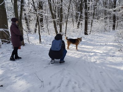 "Господар цього лісу": історія пса, який кілька років мешкає у дендропарку Полтави "Господар цього лісу": історія пса, який кілька років мешкає у дендропарку Полтави