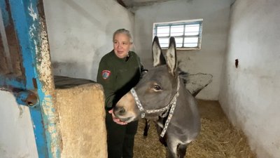 Змінив 2 домівки, пережив 2 подорожі й зміну імені: як на Чернігівщині адаптовується віслюк, якого привезли з Харківщини Змінив 2 домівки, пережив 2 подорожі й зміну імені: як на Чернігівщині адаптовується віслюк, якого привезли з Харківщини
