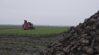 Врожайність — понад 600 центнерів із гектара: бурякові жнива на Вінниччині Врожайність — понад 600 центнерів із гектара: бурякові жнива на Вінниччині