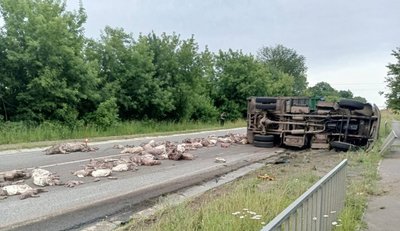 Мертві свині висипались на дорогу: на Черкащині сталась ДТП Мертві свині висипались на дорогу: на Черкащині сталась ДТП