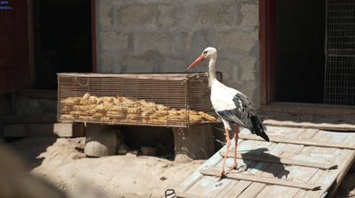 на тернопільщині жінка доглядає лелек які випали з гнізда, горинка на тернопільщині жінка доглядає лелек які випали з гнізда, горинка