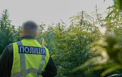 На Черкащині вилучили понад 700 кущів конопель — поліція На Черкащині вилучили понад 700 кущів конопель — поліція