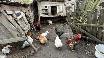Іжевка півні індокачки Костянтинівська громада Донецька область 3 лютого 2025 рік Іжевка півні індокачки Костянтинівська громада Донецька область 3 лютого 2025 рік
