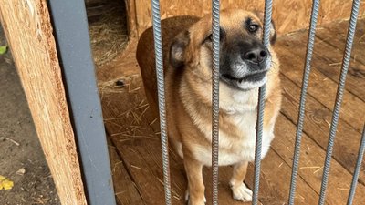 Собака у притулку для тварин "Дай шанс" Слов’янськ Донецька область Собака у притулку для тварин "Дай шанс" Слов’янськ Донецька область