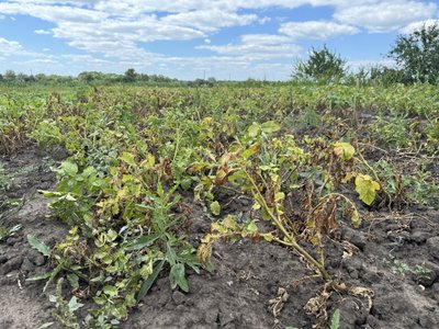 "Врожаї можуть бути нижчими на 25-30%". Як спека вплинула на врожаї Сумщини