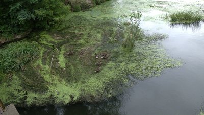 Озеро Басів Кут вкритий водоростями Озеро Басів Кут вкритий водоростями