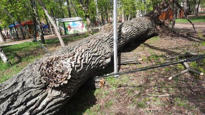У Кропивницькому вітер повалив дерева: наслідки негоди