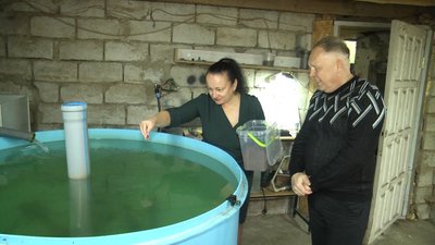Науковці з Житомира задля експерименту вирощують осетрів