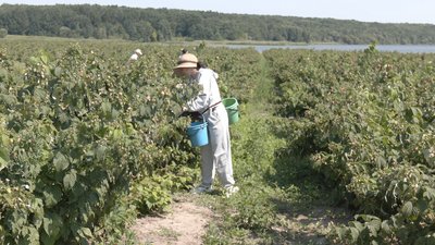 "Ціна вища, ніж минулого року": урожай малини на Вінниччині "Ціна вища, ніж минулого року": урожай малини на Вінниччині