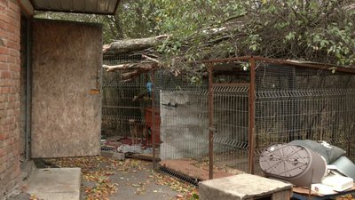 Травмувалися п'ятеро собак. У кропивницькому притулку для тварин ліквідовують наслідки буревію Травмувалися п'ятеро собак. У кропивницькому притулку для тварин ліквідовують наслідки буревію