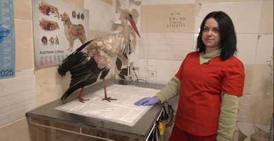 Лелека, птахи, ветеринарка Ірина Лисаківська, Тернопіль Лелека, птахи, ветеринарка Ірина Лисаківська, Тернопіль