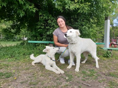 Всеукраїнська виставка собак у Кропивницькому Всеукраїнська виставка собак у Кропивницькому
