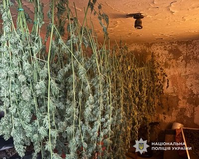 Вилучили конопель на майже 2 млн гривень: жителя Дніпропетровщини підозрюють у торгівлі наркотиками Вилучили конопель на майже 2 млн гривень: жителя Дніпропетровщини підозрюють у торгівлі наркотиками
