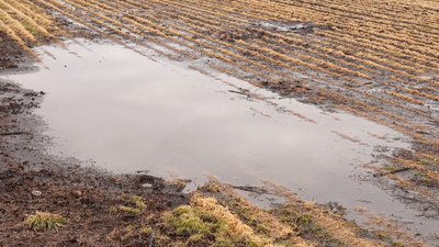 Морози й крига на полях Кіровоградщини: як вплинули на озимі та чи можна врятувати посіви Морози й крига на полях Кіровоградщини: як вплинули на озимі та чи можна врятувати посіви