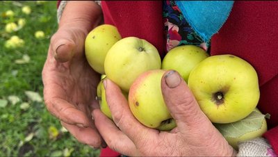Як 83-річна пенсіонерка з Рівненщини запасає на зиму яблука та груші, зриваючи їх з високих дерев Як 83-річна пенсіонерка з Рівненщини запасає на зиму яблука та груші, зриваючи їх з високих дерев