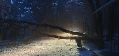 Падіння дерев, аварії на лінія електроперад: наслідки шторму у Криму 19 лютого