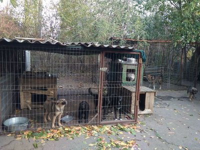 Травмувалися п'ятеро собак. У кропивницькому притулку для тварин ліквідовують наслідки буревію Травмувалися п'ятеро собак. У кропивницькому притулку для тварин ліквідовують наслідки буревію