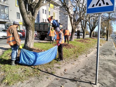 Як комунальники утилізують опале листя у Луцьку Як комунальники утилізують опале листя у Луцьку