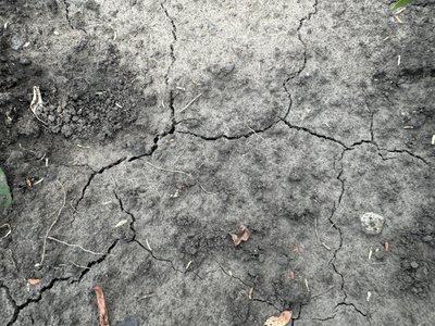 "Врожаї можуть бути нижчими на 25-30%". Як спека вплинула на врожаї Сумщини