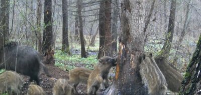 У фотопастку на Хмельниччині потрапили дикі кабани з поросятами: що означає їх поведінка У фотопастку на Хмельниччині потрапили дикі кабани з поросятами: що означає їх поведінка