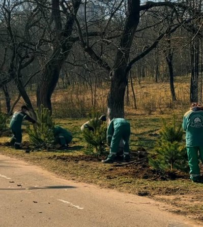 В Одесі висадили 1000 сосен уздовж Траси здоров’я