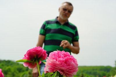 півонії півонії