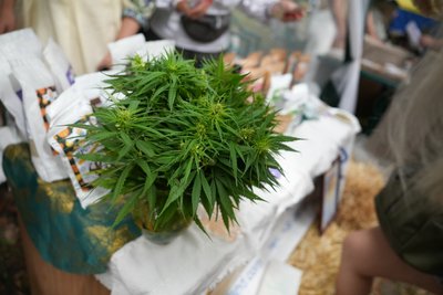"Новий сорт конопель ми зареєстрували у 2024 році": як минув фестиваль коноплярства на Сумщині "Новий сорт конопель ми зареєстрували у 2024 році": як минув фестиваль коноплярства на Сумщині