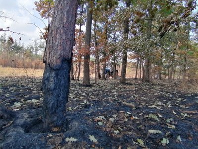 "Підійти до вогню було нереально". На Кіровоградщині внаслідок обстрілу горіло понад 110 гектарів лісу "Підійти до вогню було нереально". На Кіровоградщині внаслідок обстрілу горіло понад 110 гектарів лісу