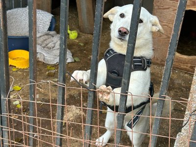 Зимовий прихисток для безпритульних тварин у Житомирі Зимовий прихисток для безпритульних тварин у Житомирі