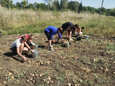 У Кіровоградській області подешевшала картопля нового врожаю У Кіровоградській області подешевшала картопля нового врожаю