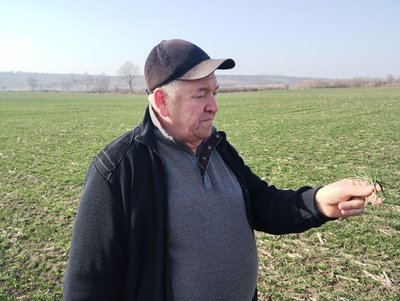 Відсутність вологи та морози: чи вплине це на врожай озимих на Кіровоградщині Відсутність вологи та морози: чи вплине це на врожай озимих на Кіровоградщині