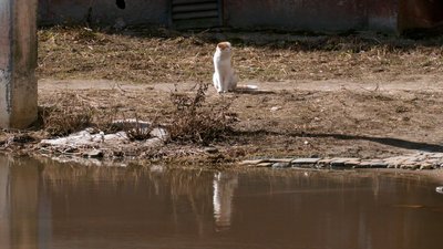Під під'їздами багатоповерхівки у Чернігові цілий рік стоїть вода: хто та як має розв'язати цю проблему