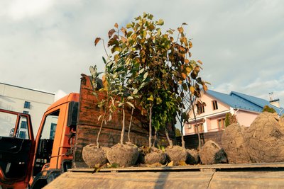 У меморіальному парку в Мукачеві висадили дерева У меморіальному парку в Мукачеві висадили дерева