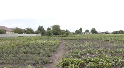 Побило городину, поламало дерева: наслідки негоди 10 червня на Черкащині Побило городину, поламало дерева: наслідки негоди 10 червня на Черкащині