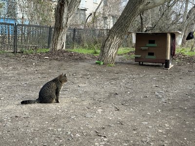 Гуртожиток для котів. Як херсонка Тетяна Юдіна облаштувала дерев'яні будиночки для бездомних тварин Гуртожиток для котів. Як херсонка Тетяна Юдіна облаштувала дерев'яні будиночки для бездомних тварин