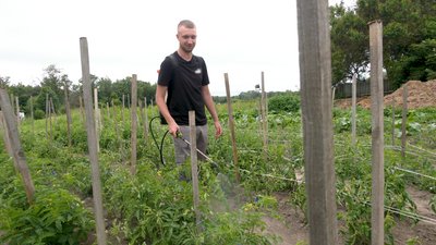 "Помідорний магнат": на Чернігівщині хлопець вирощує майже 300 сортів помідорів "Помідорний магнат": на Чернігівщині хлопець вирощує майже 300 сортів помідорів