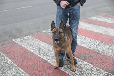 Шукатимуть вибухівку та ДРГ: поліцейські вівчарки з Нідерландів служитимуть на Київщині Шукатимуть вибухівку та ДРГ: поліцейські вівчарки з Нідерландів служитимуть на Київщині