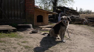 Як живе покинуте після аварії на ЧАЕС село Редьківка, з якого люди переїхали ближче до Чернігова Як живе покинуте після аварії на ЧАЕС село Редьківка, з якого люди переїхали ближче до Чернігова