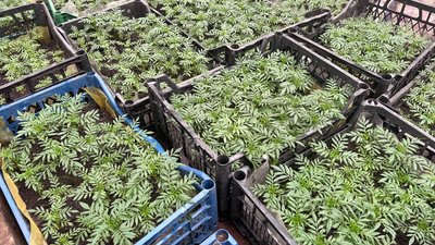 В одній із громад на Житомирщині вирощують 13 тисяч розсади квітів для міських клумб В одній із громад на Житомирщині вирощують 13 тисяч розсади квітів для міських клумб