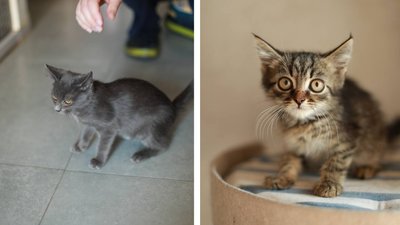 Пройшли адаптацію: у Черкасах шукають родини для кошенят та котів евакуйованих з фронту Пройшли адаптацію: у Черкасах шукають родини для кошенят та котів евакуйованих з фронту
