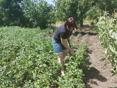 Ціна на картоплю нового врожаю в Кіровоградській області падає Ціна на картоплю нового врожаю в Кіровоградській області падає