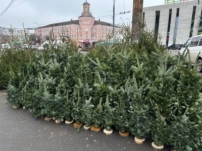 У Вінниці стартував продаж ялинок: де купити та які ціни