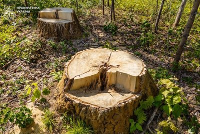У Львові двох керівників парків підозрюють у незаконній вирубці 112 дерев на майже 8 млн грн збитків У Львові двох керівників парків підозрюють у незаконній вирубці 112 дерев на майже 8 млн грн збитків