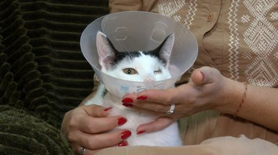 "Боявся дотиків": для кота Кінга, який втратив око, шукають родину