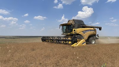 Збільшення нішевих культур: як на Миколаївщині вирощують коріандр Збільшення нішевих культур: як на Миколаївщині вирощують коріандр