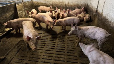На Кіровоградщині знизились ціни на свиней живою вагою: які причини й наслідки На Кіровоградщині знизились ціни на свиней живою вагою: які причини й наслідки