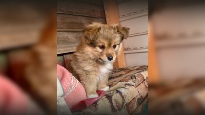 Думали, що сказ, і намагалися вбити: у Жуклі на Чернігівщині померли двоє цуценят, в одного підтвердили сказ Думали, що сказ, і намагалися вбити: у Жуклі на Чернігівщині померли двоє цуценят, в одного підтвердили сказ